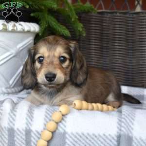 Cocoa, Dachshund Puppy
